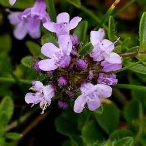 My Favorite Edible Flower